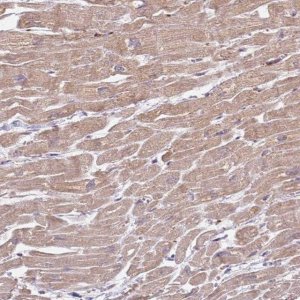 Anti-ZFP57 antibody produced in rabbit 