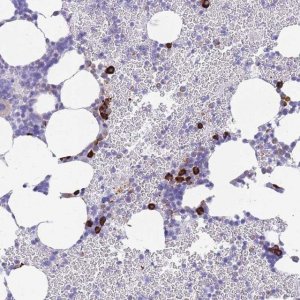 Anti-ZFP62 antibody produced in rabbit 