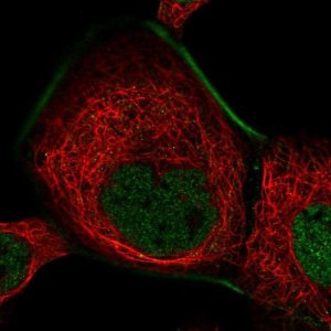Anti-ZFP62 antibody produced in rabbit 