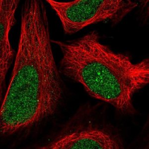 Anti-ZFP64 antibody produced in rabbit 