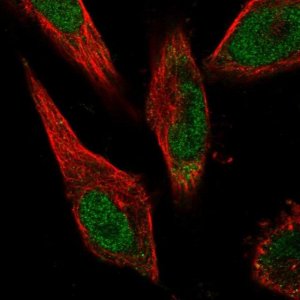 Anti-ZFP69B antibody produced in rabbit 