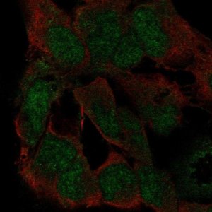 Anti-ZFP82 antibody produced in rabbit 
