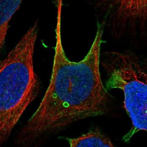 Anti-ZFP90 antibody produced in rabbit 