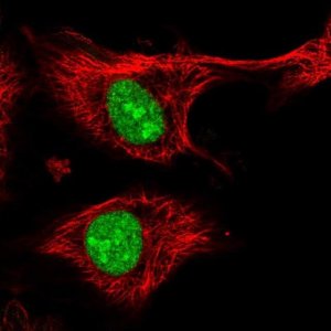 Anti-ZFP91 antibody produced in rabbit 