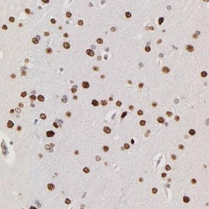 Anti-ZFP92 antibody produced in rabbit 