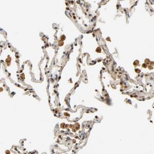 Anti-ZFPM2 antibody produced in rabbit 
