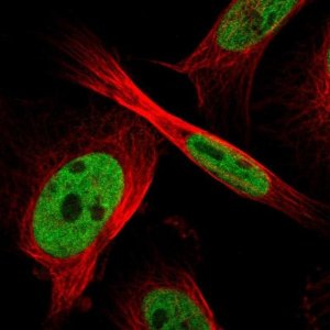 Anti-ZFR antibody produced in rabbit 