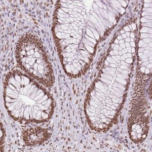 Anti-ZFR2 antibody produced in rabbit 
