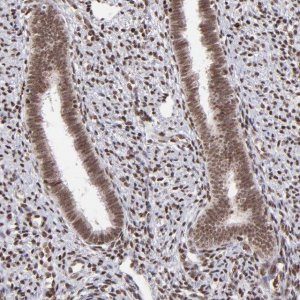 Anti-ZFX antibody produced in rabbit 