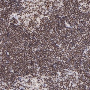 Anti-ZFX antibody produced in rabbit 