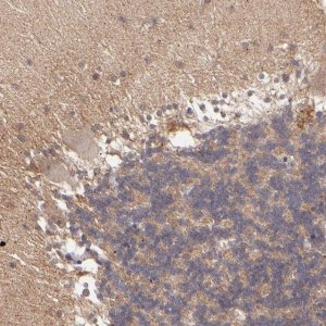 Anti-ZFYVE1 antibody produced in rabbit 