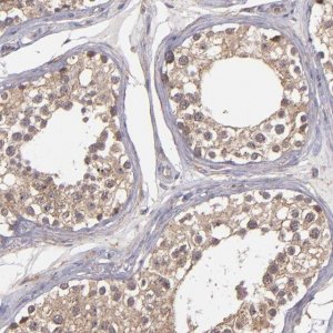 Anti-ZFYVE1 antibody produced in rabbit 