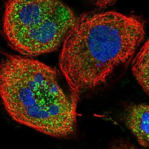 Anti-ZFYVE16 antibody produced in rabbit 