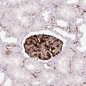 Anti-ZFYVE21 antibody produced in rabbit 
