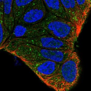 Anti-ZFYVE9 antibody produced in rabbit 