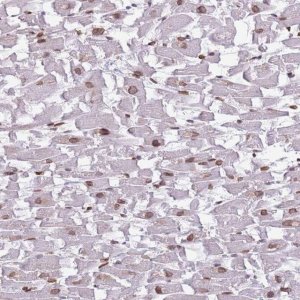 Anti-ZGLP1 antibody produced in rabbit 