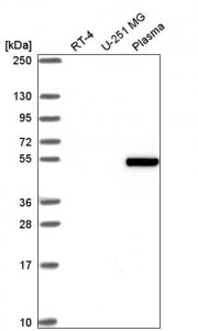 Anti-ZGPAT antibody produced in rabbit 