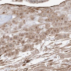 Anti-ZGRF1 antibody produced in rabbit 