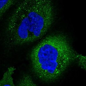 Anti-ZGRF1 antibody produced in rabbit 