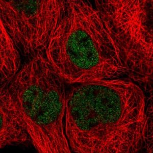 Anti-ZHX3 antibody produced in rabbit 