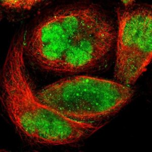 Anti-ZKSCAN1 antibody produced in rabbit 