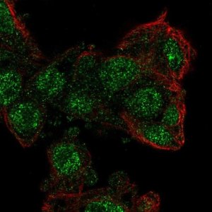 Anti-ZKSCAN2 antibody produced in rabbit 