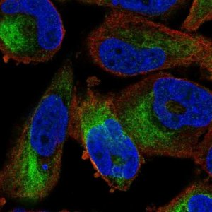 Anti-ZKSCAN5 antibody produced in rabbit 