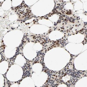 Anti-ZKSCAN8 antibody produced in rabbit 