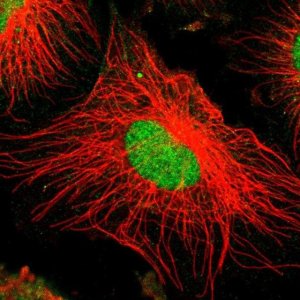 Anti-ZKSCAN8 antibody produced in rabbit 
