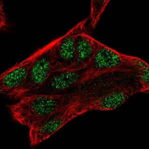 Anti-ZMAT3 antibody produced in rabbit 