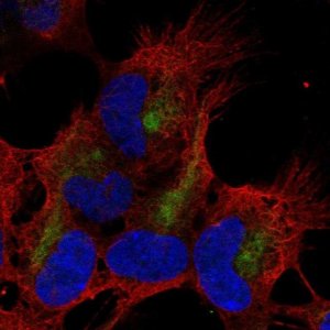 Anti-ZMAT4 antibody produced in rabbit 