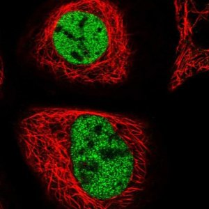 Anti-ZMIZ2 antibody produced in rabbit 