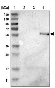 Anti-ZMPSTE24 antibody produced in rabbit 