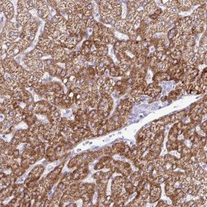 Anti-ZNF101 antibody produced in rabbit 