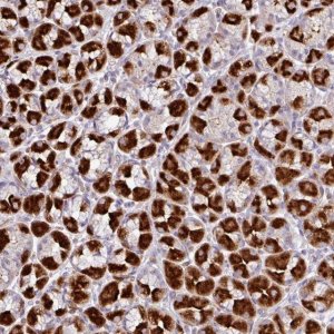 Anti-ZNF106 antibody produced in rabbit 