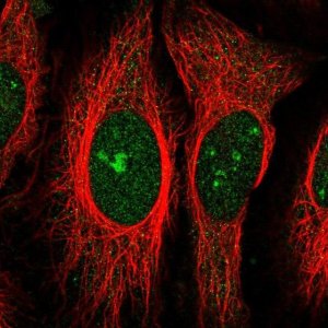 Anti-ZNF106 antibody produced in rabbit 