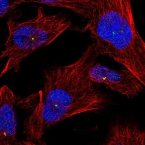 Anti-ZNF112 antibody produced in rabbit 
