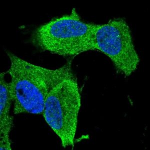 Anti-ZNF117 antibody produced in rabbit 