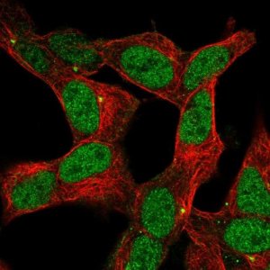 Anti-ZNF12 antibody produced in rabbit 