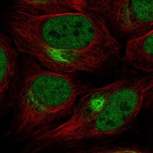 Anti-ZNF131 antibody produced in rabbit 