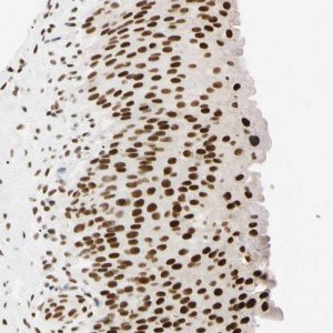 Anti-ZNF134 antibody produced in rabbit 