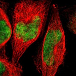 Anti-ZNF134 antibody produced in rabbit 