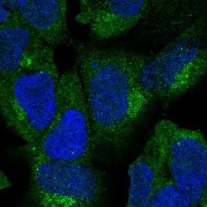 Anti-ZNF135 antibody produced in rabbit 