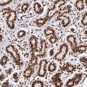 Anti-ZNF146 antibody produced in rabbit 