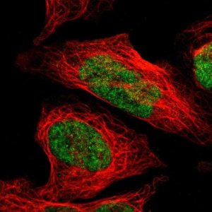 ANTI-ZNF148 antibody produced in rabbit 