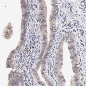 Anti-ZNF157 antibody produced in rabbit 