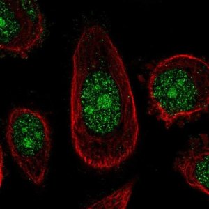Anti-ZNF16 antibody produced in rabbit 