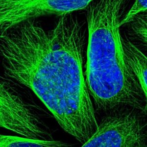 Anti-ZNF165 antibody produced in rabbit 