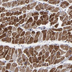 Anti-ZNF175 antibody produced in rabbit 