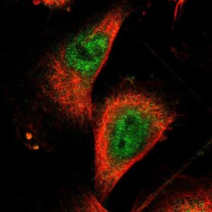 Anti-ZNF175 antibody produced in rabbit 